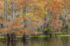Bald cypress trees and autumn colors in southern swamp, Caddo Lake, Texas. Art Print